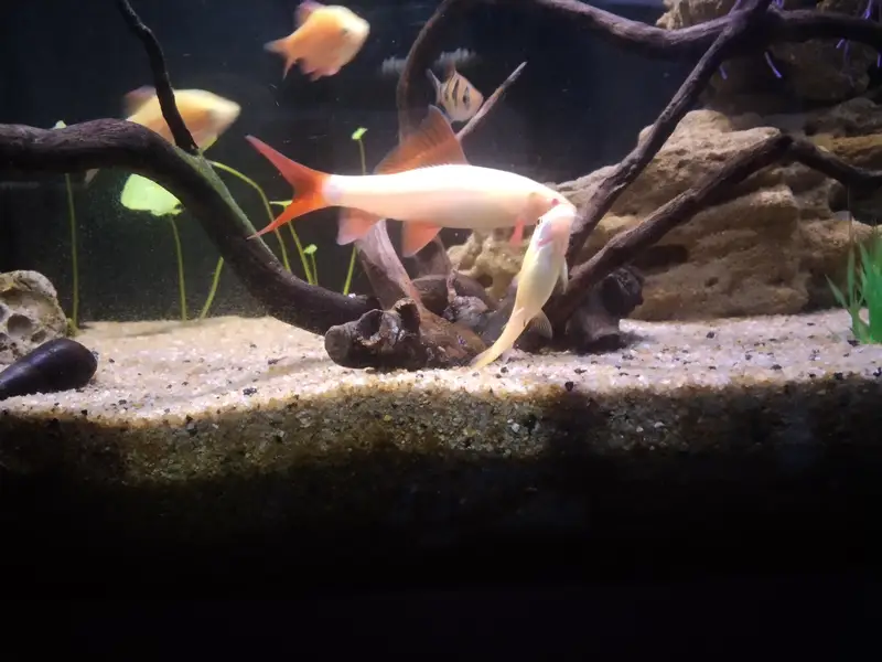 mascara barb albino shark and rozi barb — photo 2