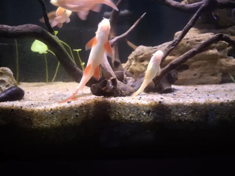 mascara barb albino shark and rozi barb — photo 3