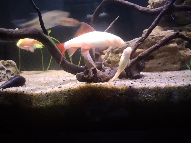 mascara barb albino shark and rozi barb — photo 4