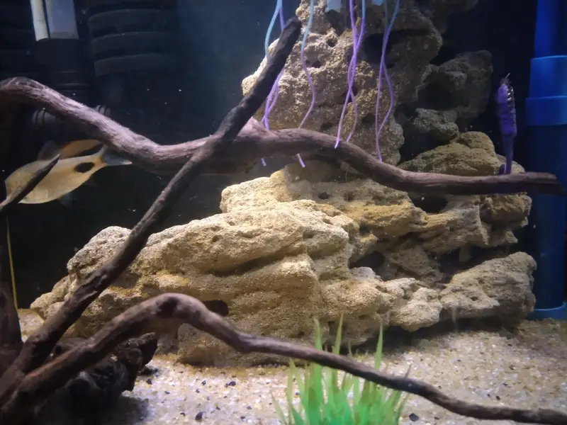 mascara barb albino shark and rozi barb — photo 5
