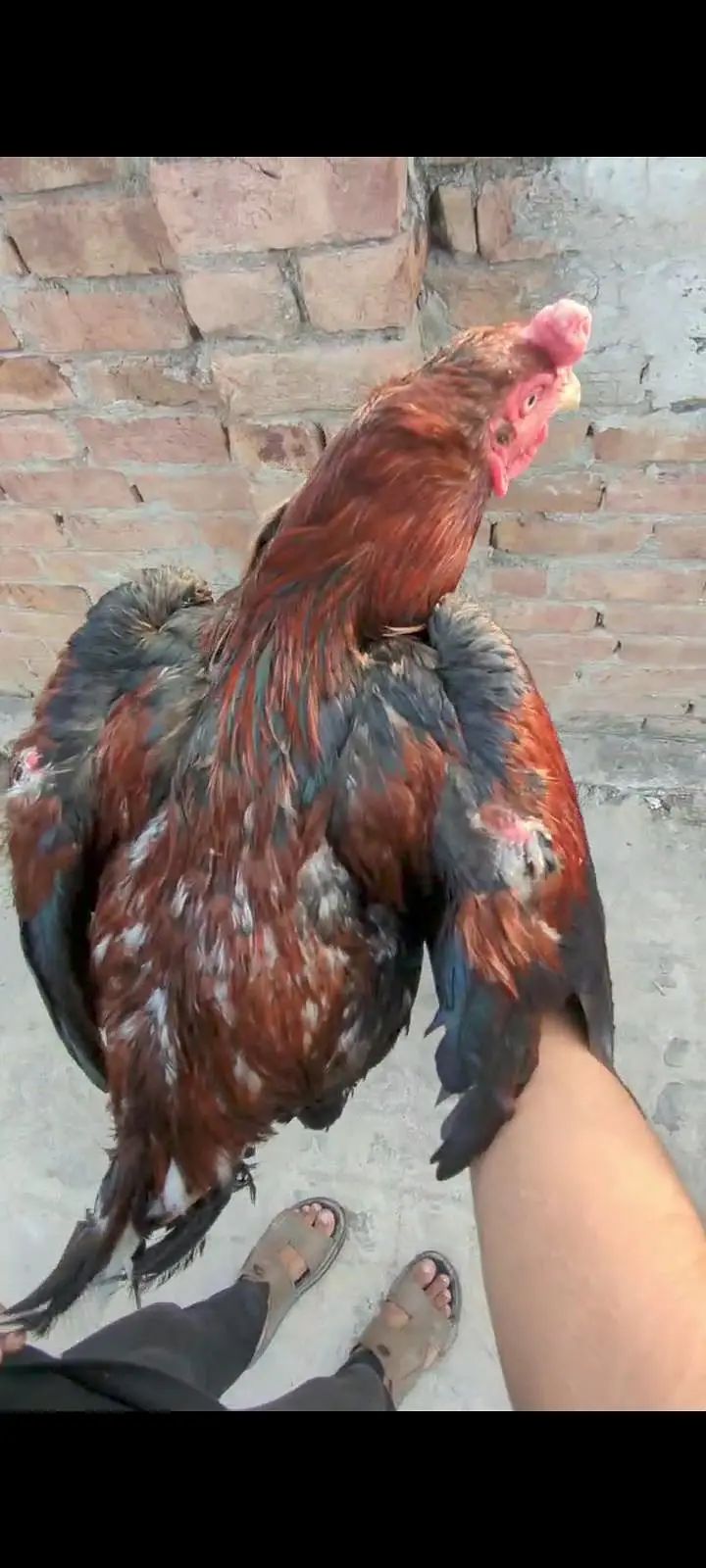 Pure Red-Black / Kokina Aseel Murga Available For Sale — photo 3