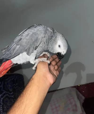 African Grey Parrot checks for sale0344%5146%577