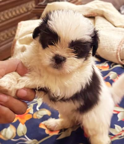 SHIHTZU PUPPIES DOGS FOR SALE - ADULT FEMALE AND 4 PUPPIES