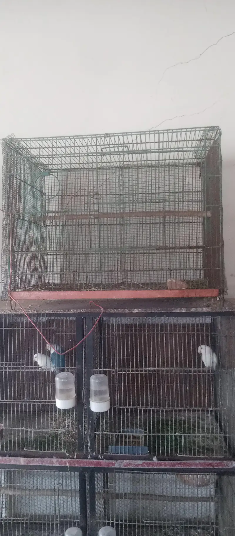 cage 4 sale — photo 5