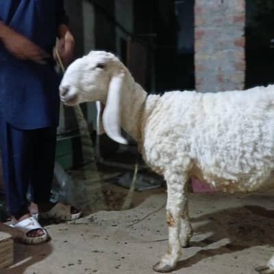 kajli or desi ki cross hai 1.5 mounth ki gabhan hai