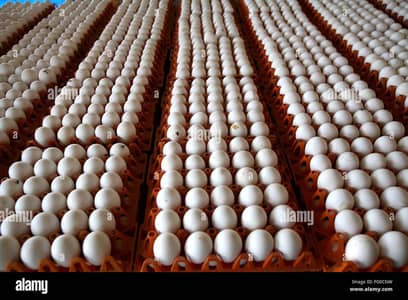 poultry farm egg for sale