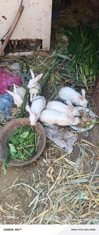 white rabbit red eyes breeders