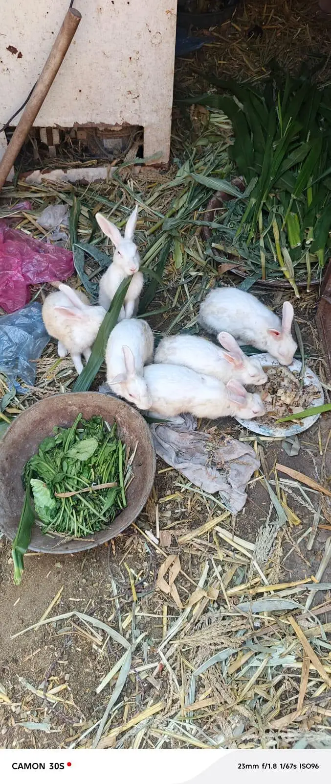white rabbit red eyes breeders — photo 2