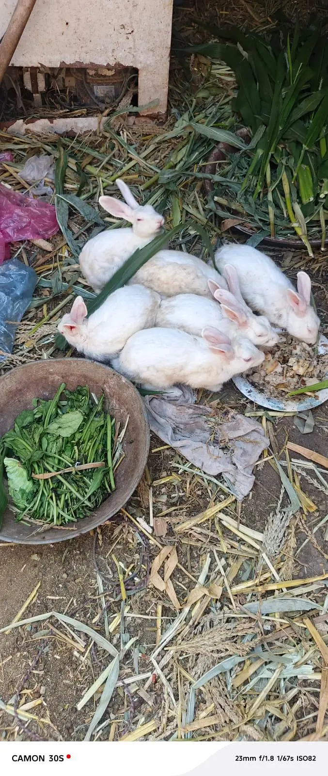white rabbit red eyes breeders — photo 3