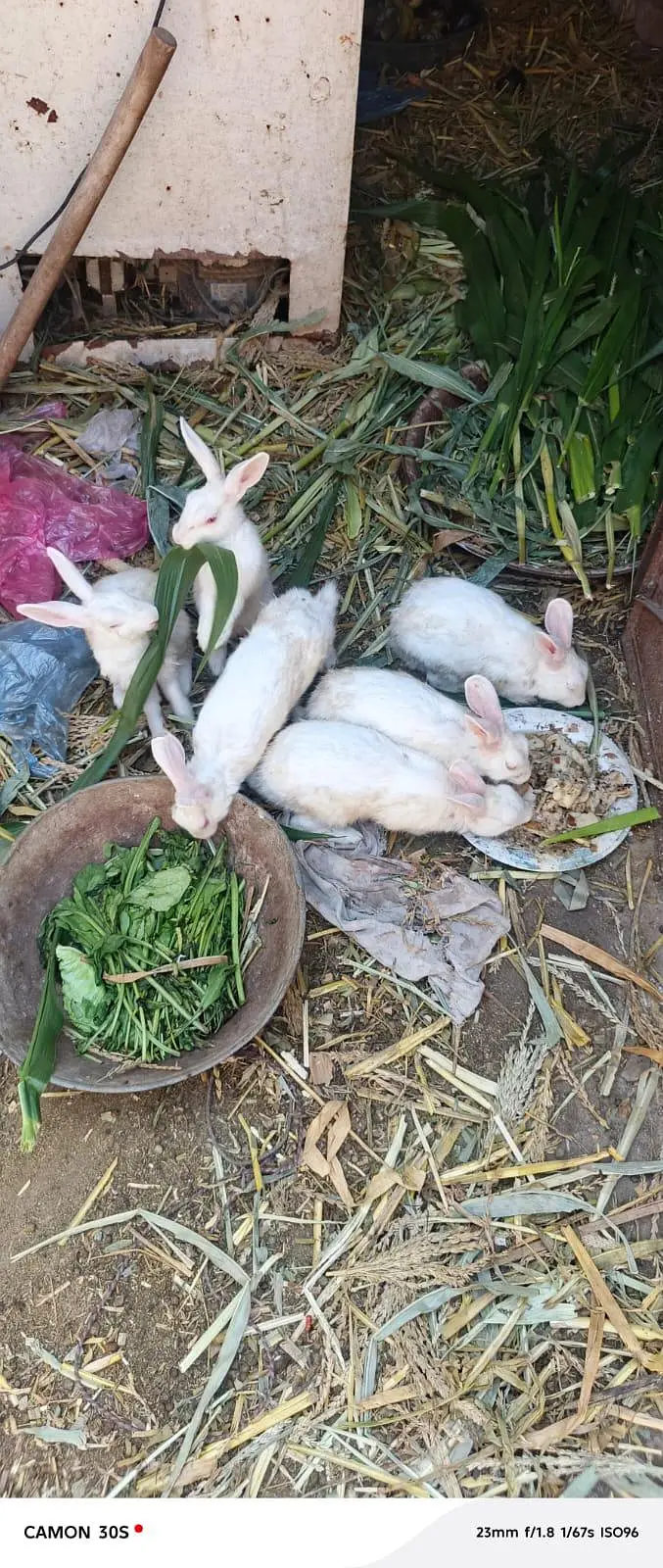white rabbit red eyes breeders — photo 4