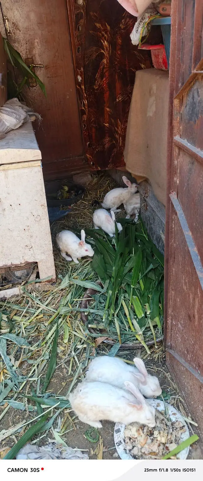white rabbit red eyes breeders — photo 5