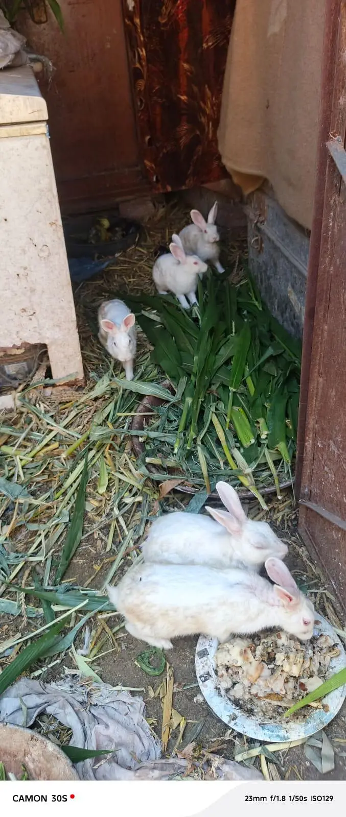 white rabbit red eyes breeders — photo 6