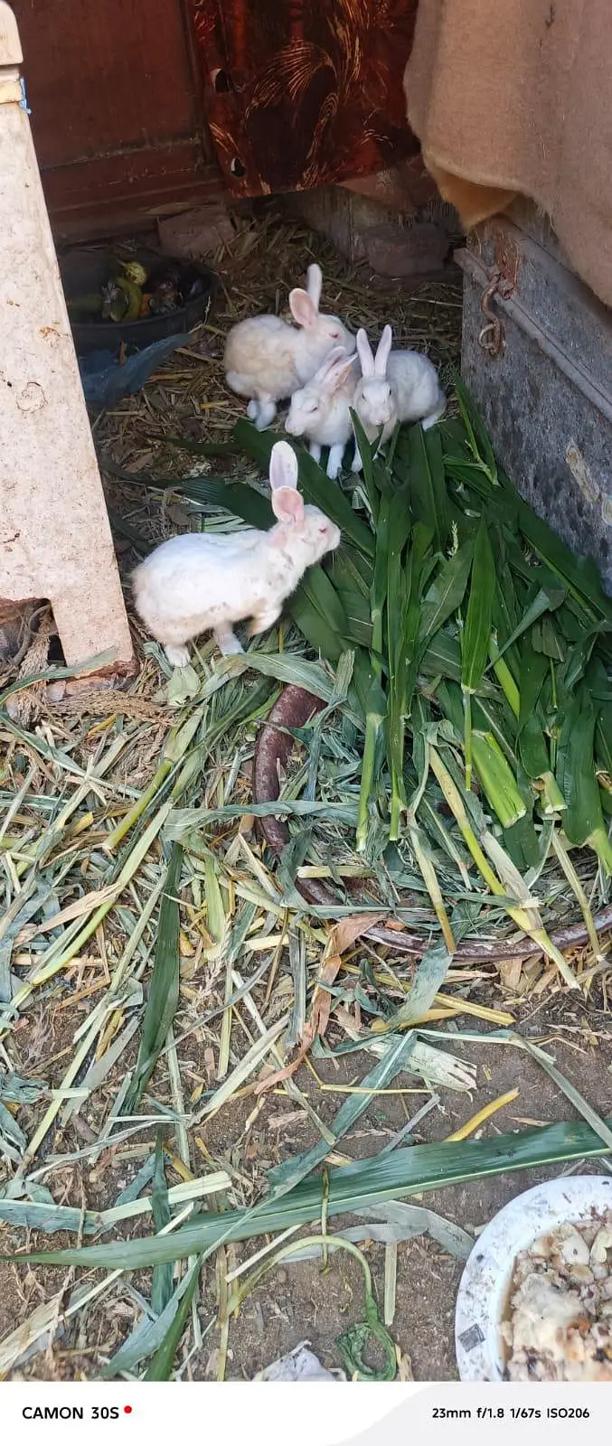 white rabbit red eyes breeders — photo 7