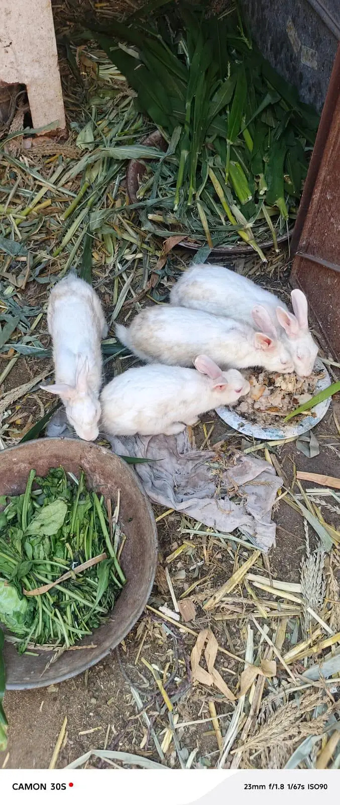 white rabbit red eyes breeders — photo 8