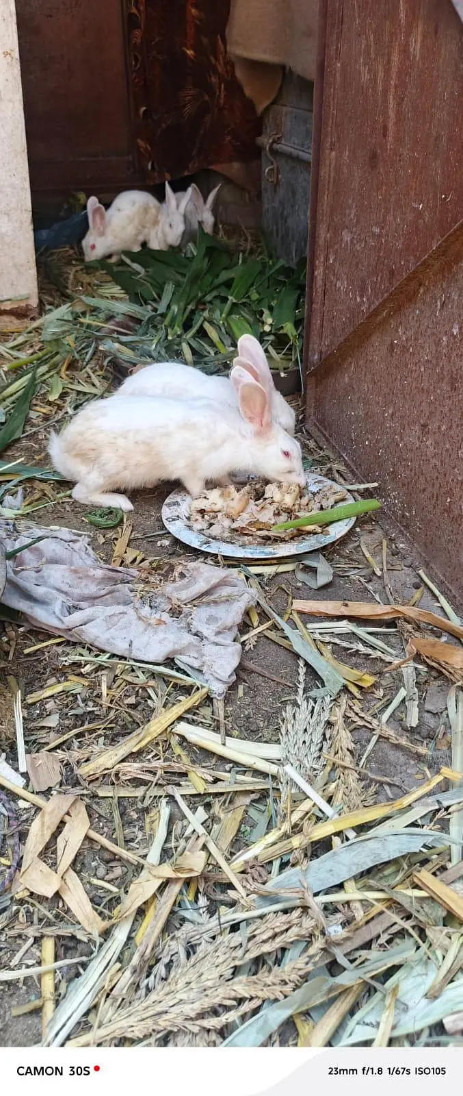 white rabbit red eyes breeders — photo 9