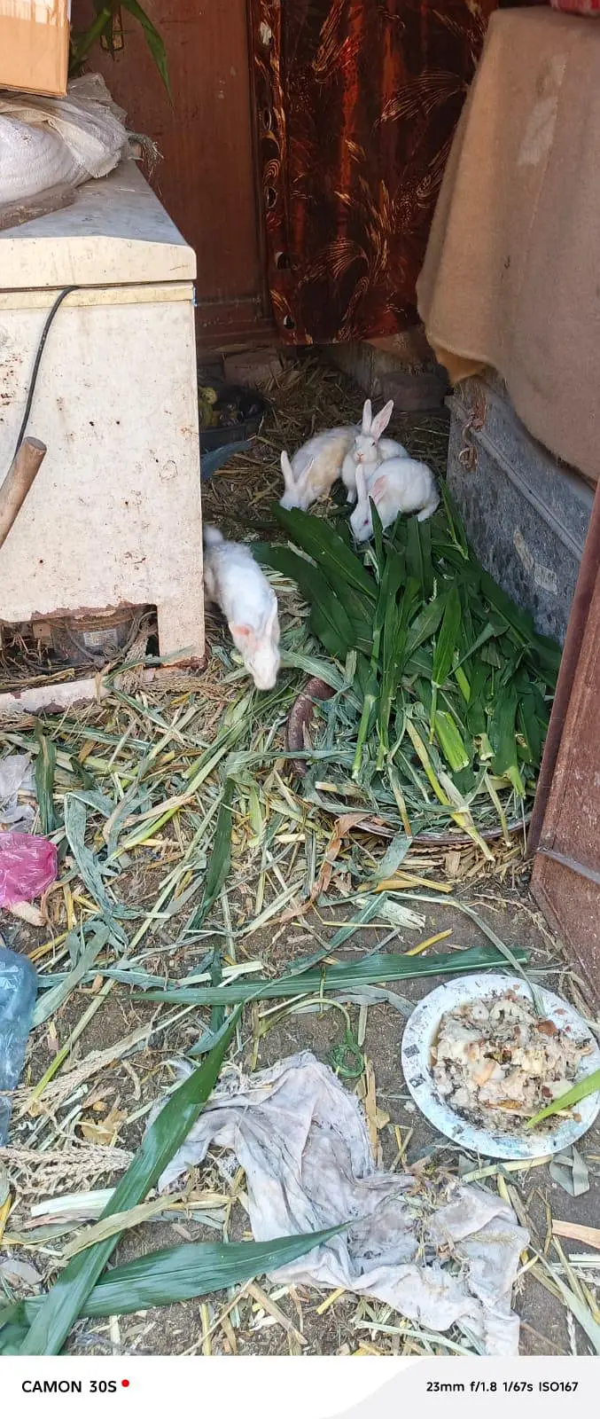 white rabbit red eyes breeders — photo 10