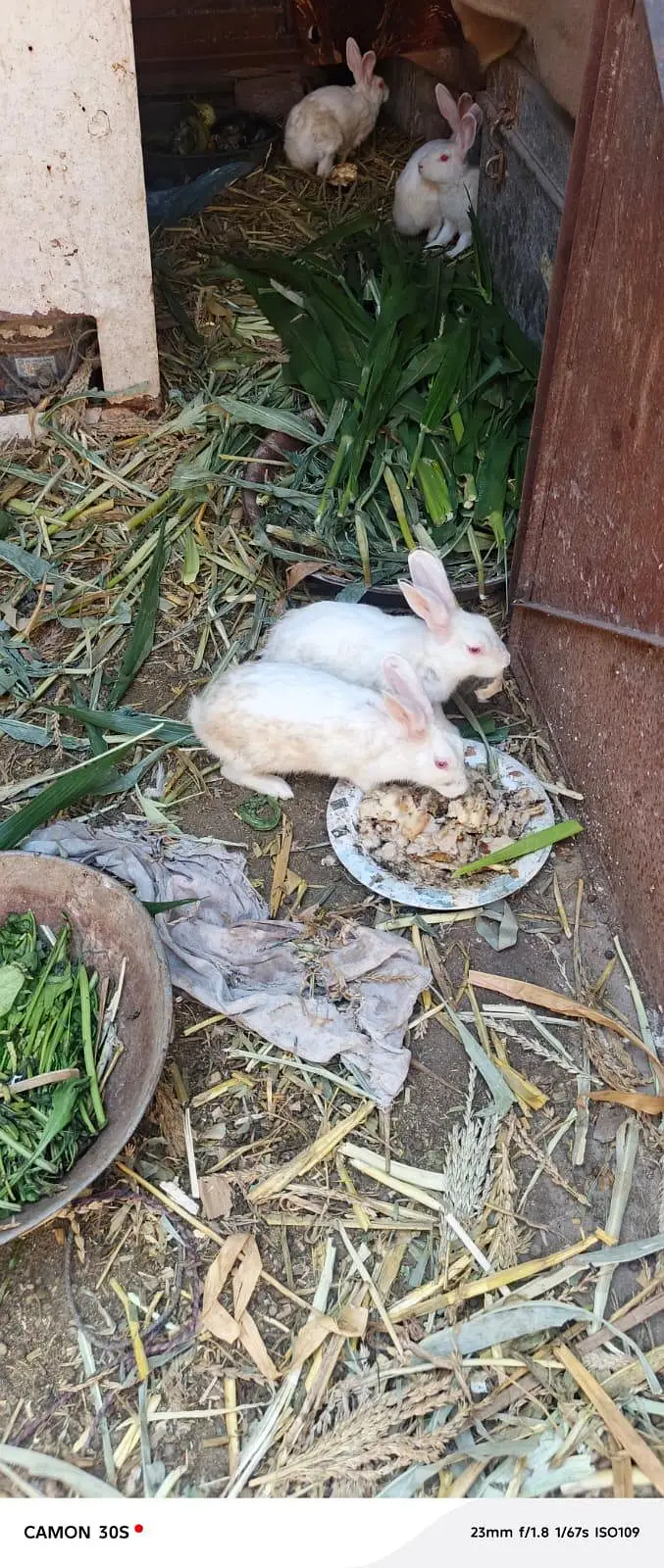 white rabbit red eyes breeders — photo 11