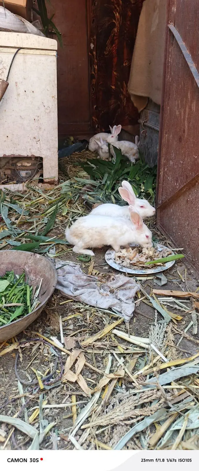 white rabbit red eyes breeders — photo 12