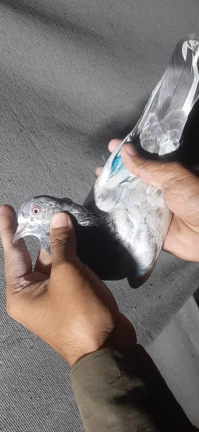 Kabuter for sale/Pigeons for sale
