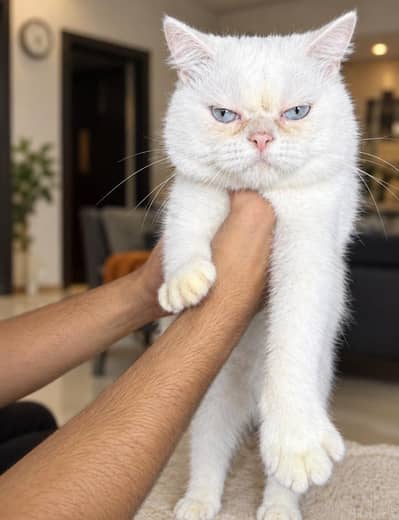 Premium Persian Male Cat