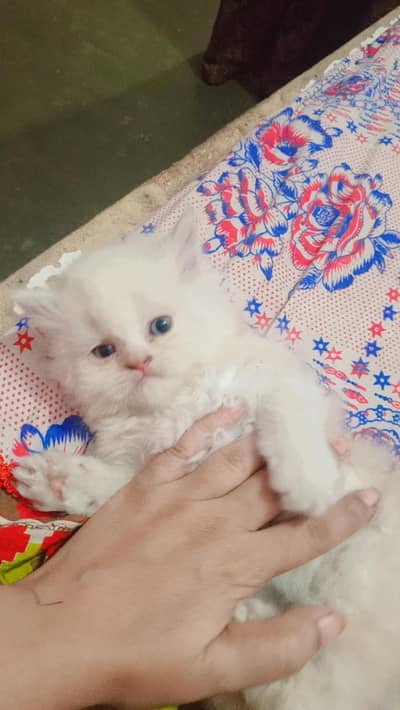 punch face male kitten