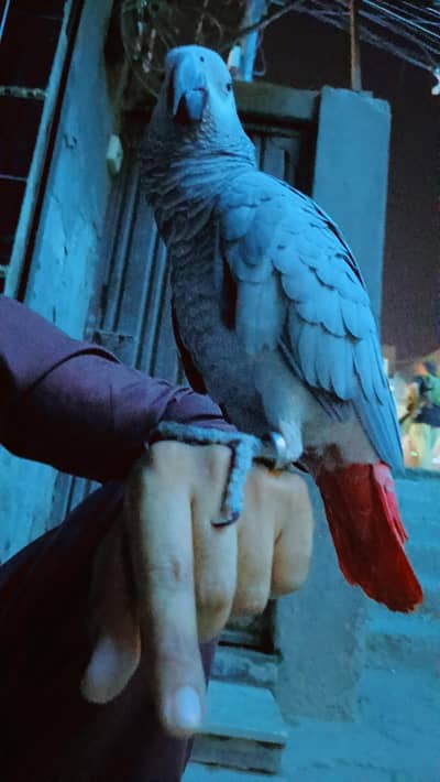African Grey