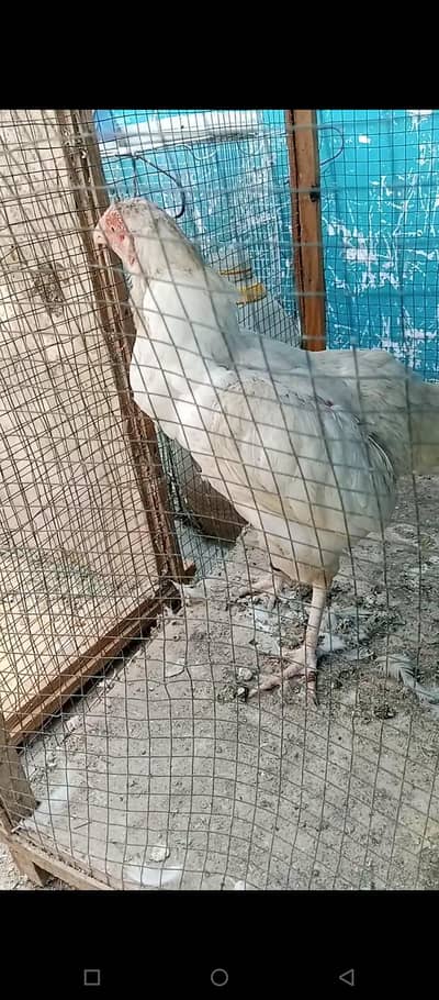 paper white Hera aseel Miya wali breed