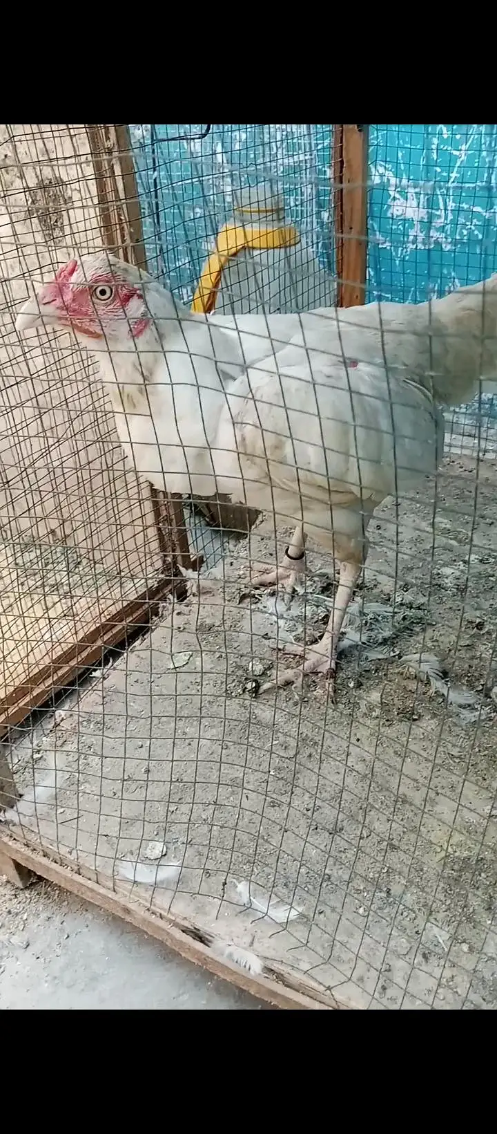 paper white Hera aseel Miya wali breed — photo 2
