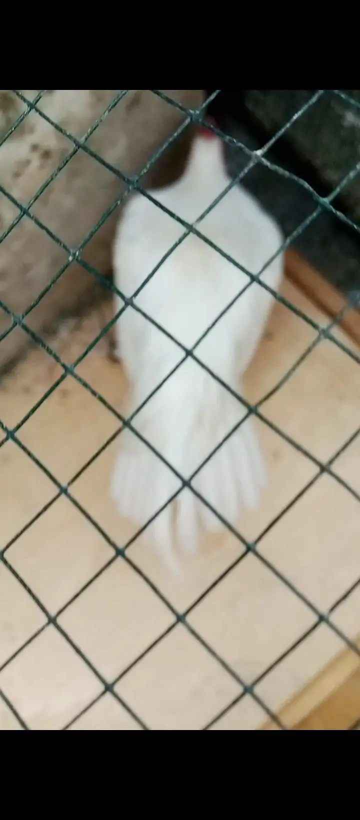 paper white Hera aseel Miya wali breed — photo 3