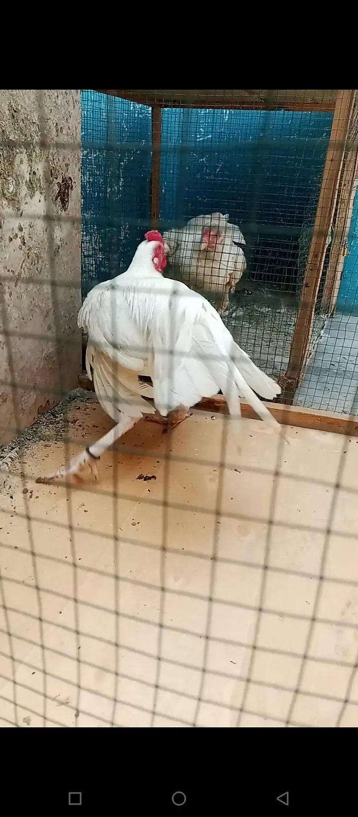 paper white Hera aseel Miya wali breed — photo 4