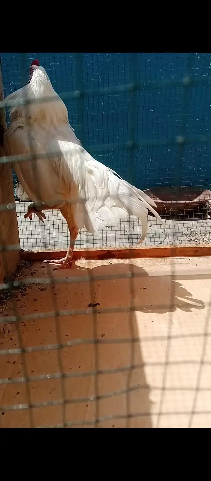 paper white Hera aseel Miya wali breed — photo 5