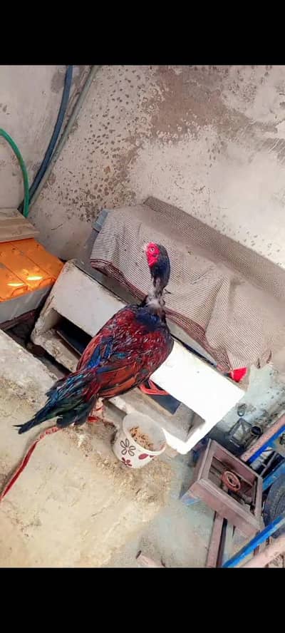 lakha aseel patha