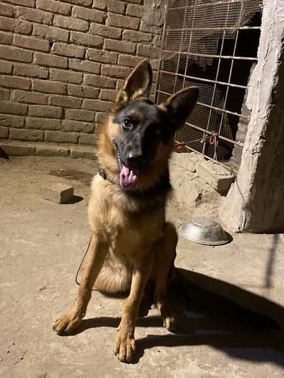 German shehpard double code long tail