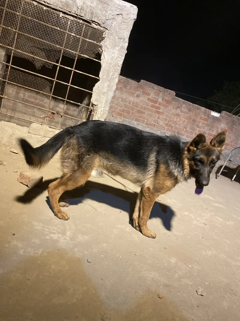 German shehpard double code long tail — photo 2