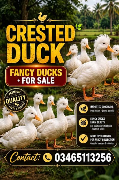 Crested Duck , white duck , imported duck