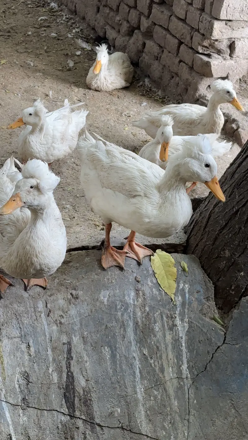 Duck , Crested Duck — photo 2