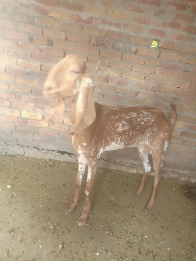 bakri / makhi cheeni bakri / teddy bakri / teddy bakra / Gulabi bakri — photo 7