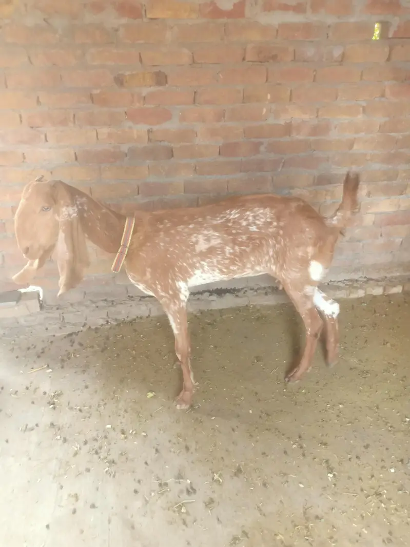 bakri / makhi cheeni bakri / teddy bakri / teddy bakra / Gulabi bakri — photo 8