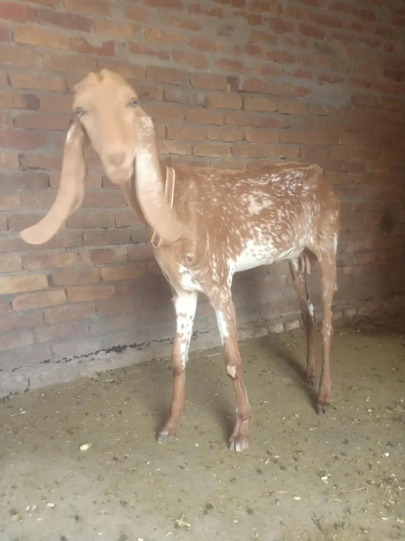bakri / makhi cheeni bakri / teddy bakri / teddy bakra / Gulabi bakri — photo 5