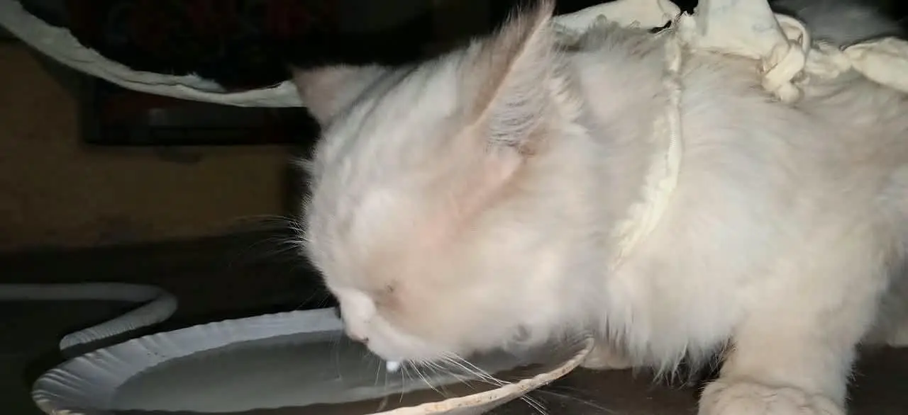 Persian beautiful cat White eye and black eye night — photo 2