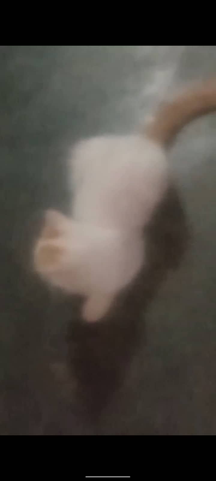 Beautiful   cate 0