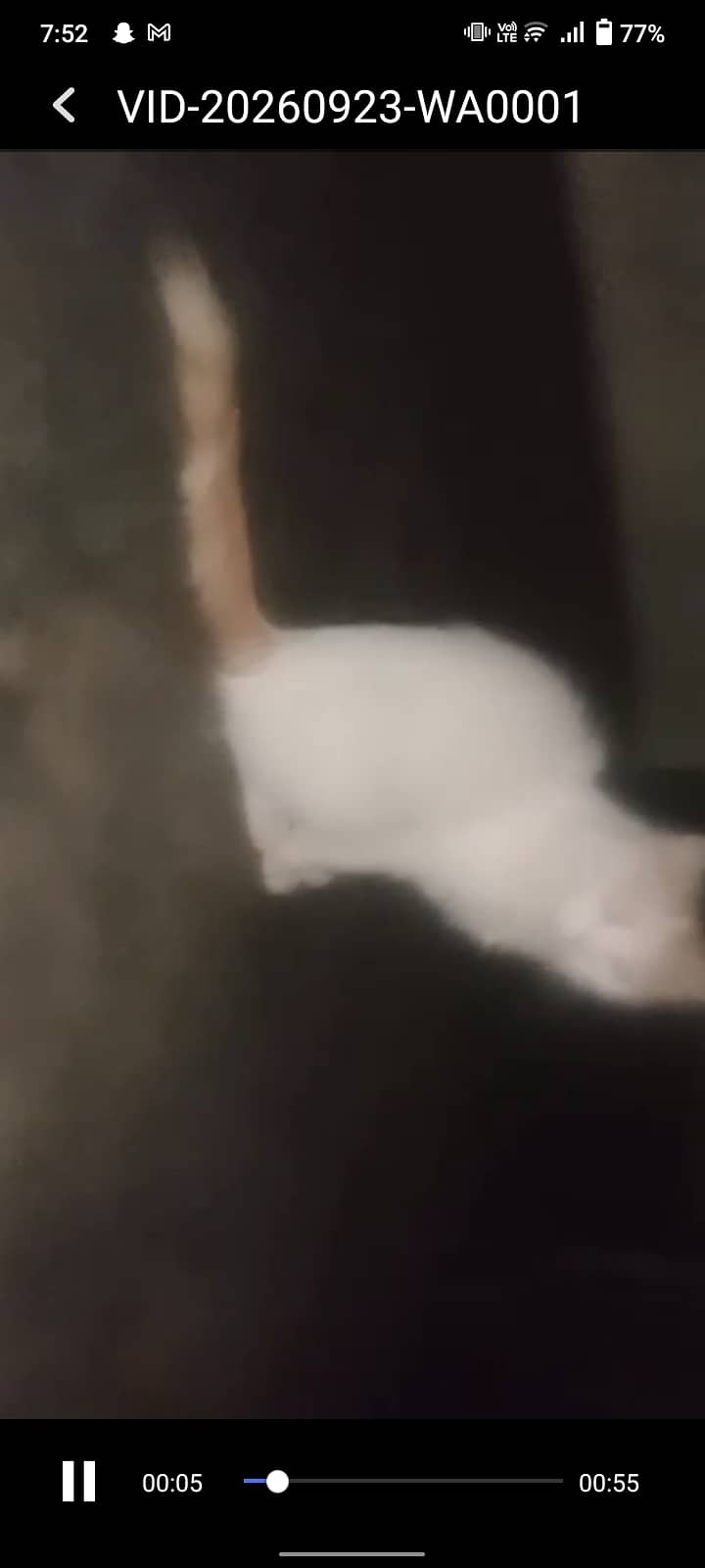 Beautiful   cate 1