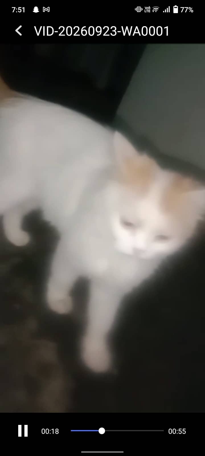 Beautiful   cate 2