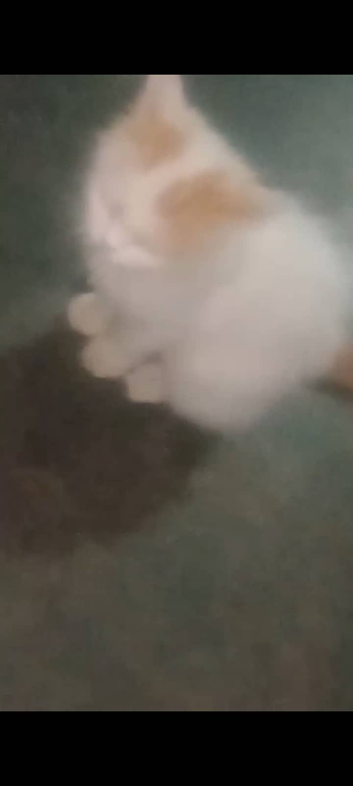 Beautiful   cate 3