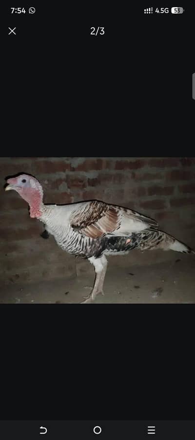 bite turkey bird