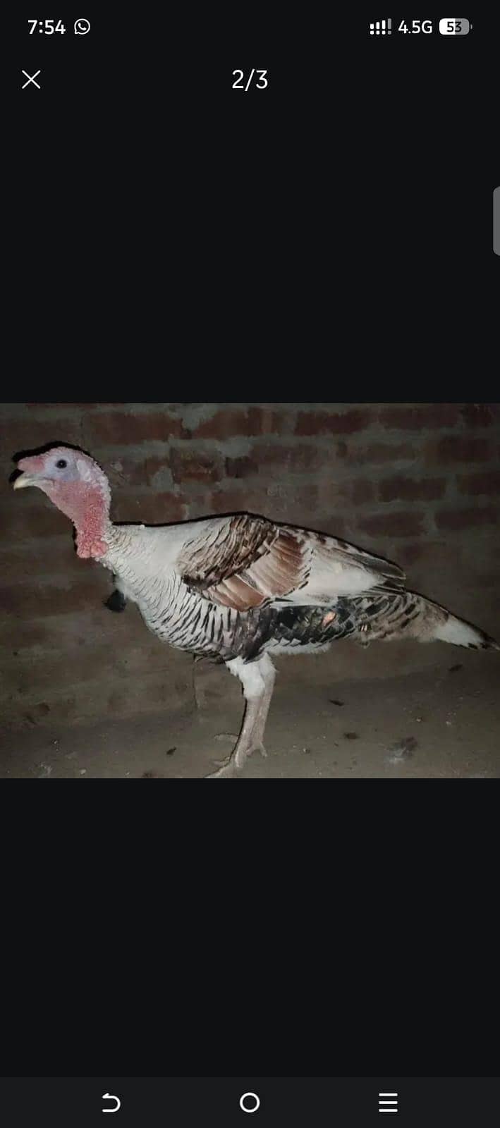 bite turkey bird 0