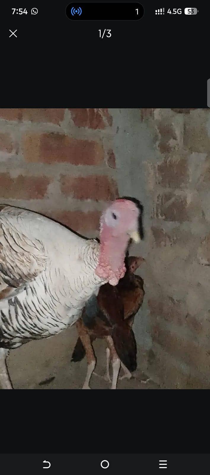 bite turkey bird 1