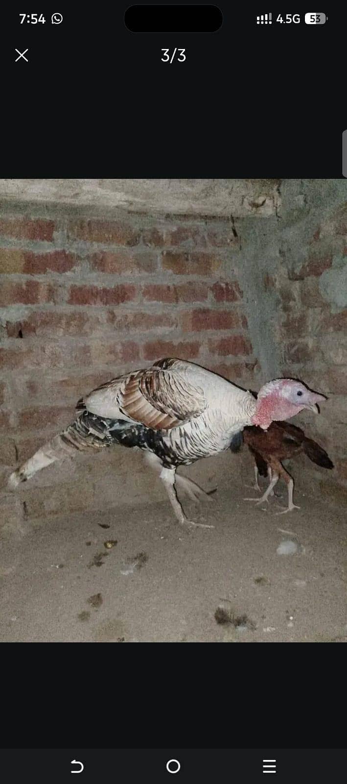 bite turkey bird 2