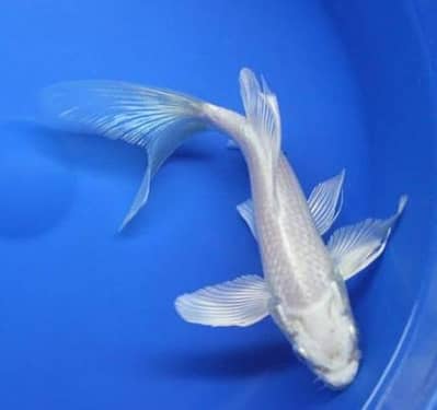 Butterfly Diamond koi