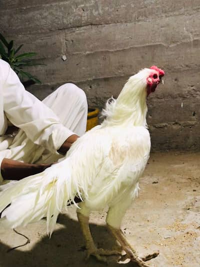 healthy active heera aseel pair fazool log na rbta kary